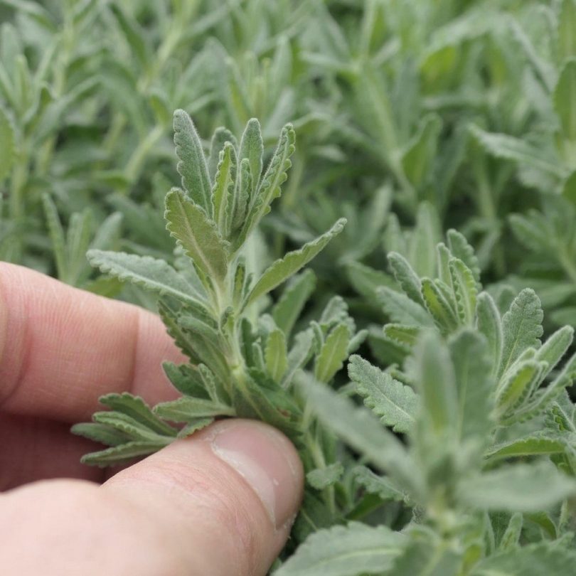 Plante Saucisson (Teucrium polium) Plant