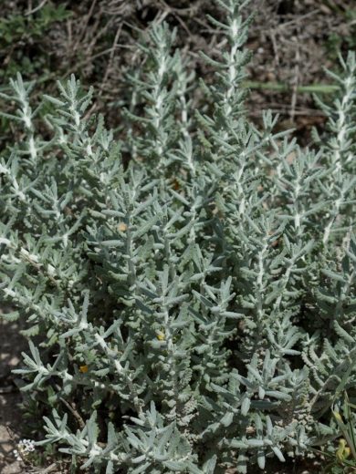 Plante Saucisson (Teucrium polium) Plant