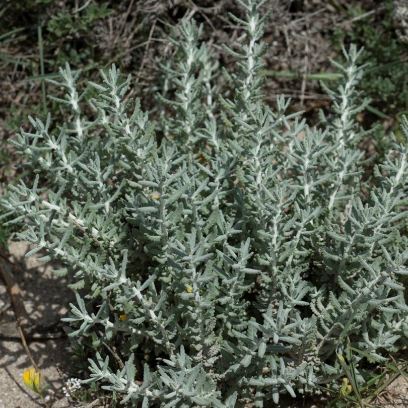 Plante Saucisson (Teucrium polium) Plant