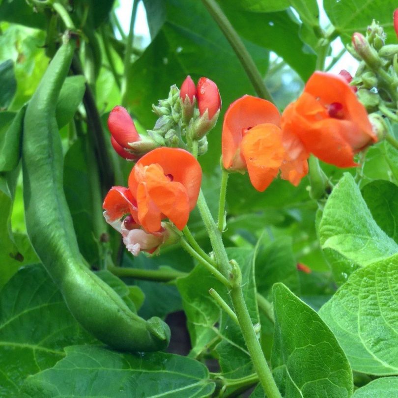 Haricot d'Espagne 'Scarlet Emperor' Graines