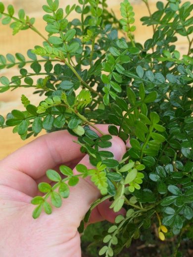 Poivrier de Chine (Zanthoxylum beecheyanum) Bonsaï