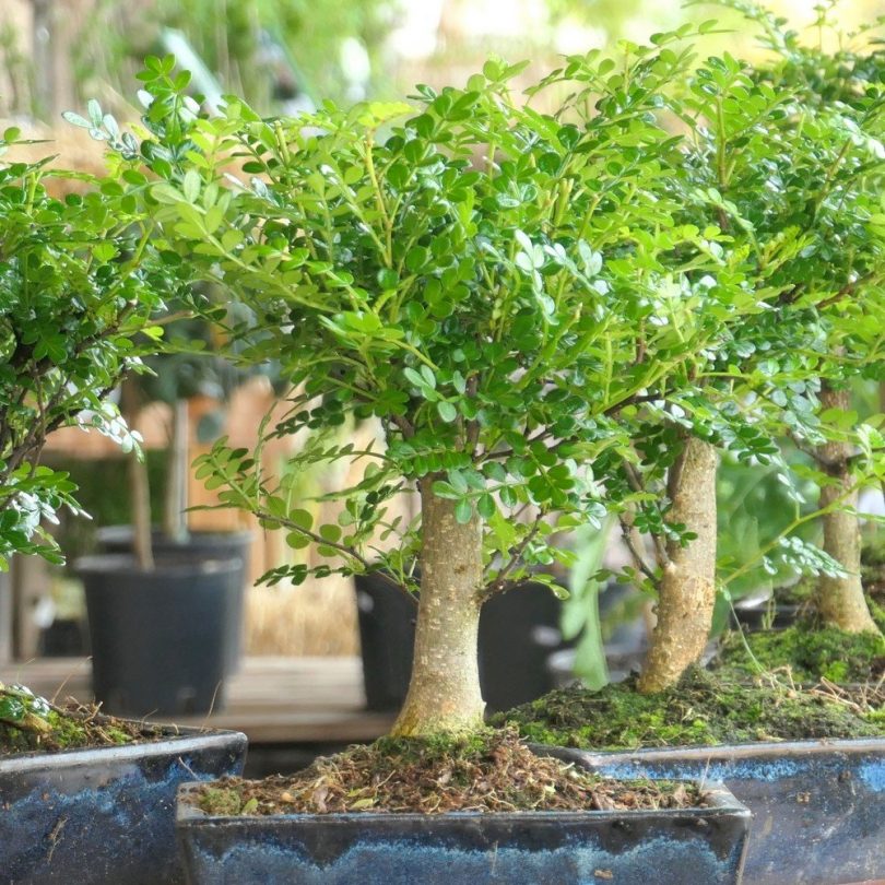 Poivrier de Chine (Zanthoxylum beecheyanum) Bonsaï