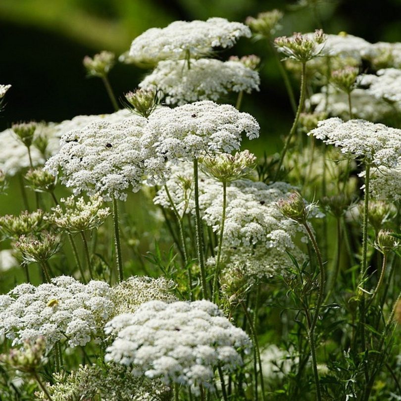 Carotte sauvage (Daucus carota) Graines