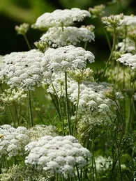 Carotte sauvage (Daucus carota) Graines
