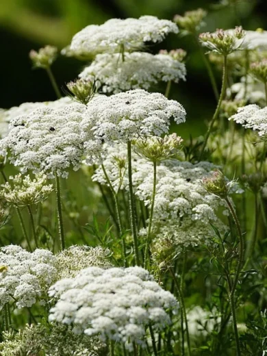Carotte sauvage (Daucus carota) Graines