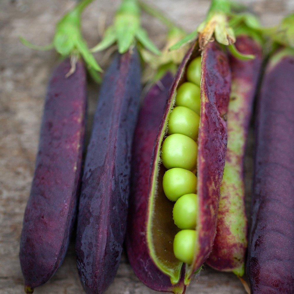 Pois potager porte-graine : nouvelle offre pour 2023