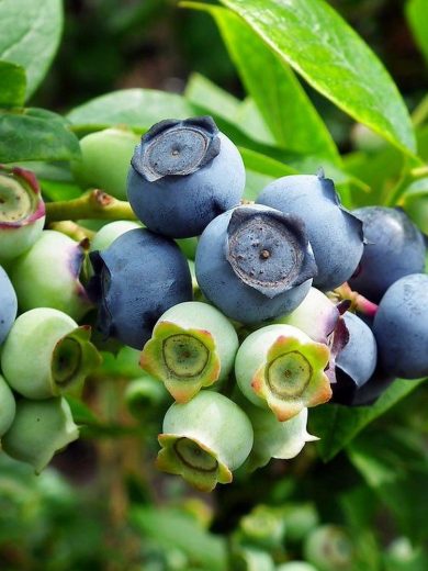 Myrtille arbustive (Vaccinium corymbosum) Graines
