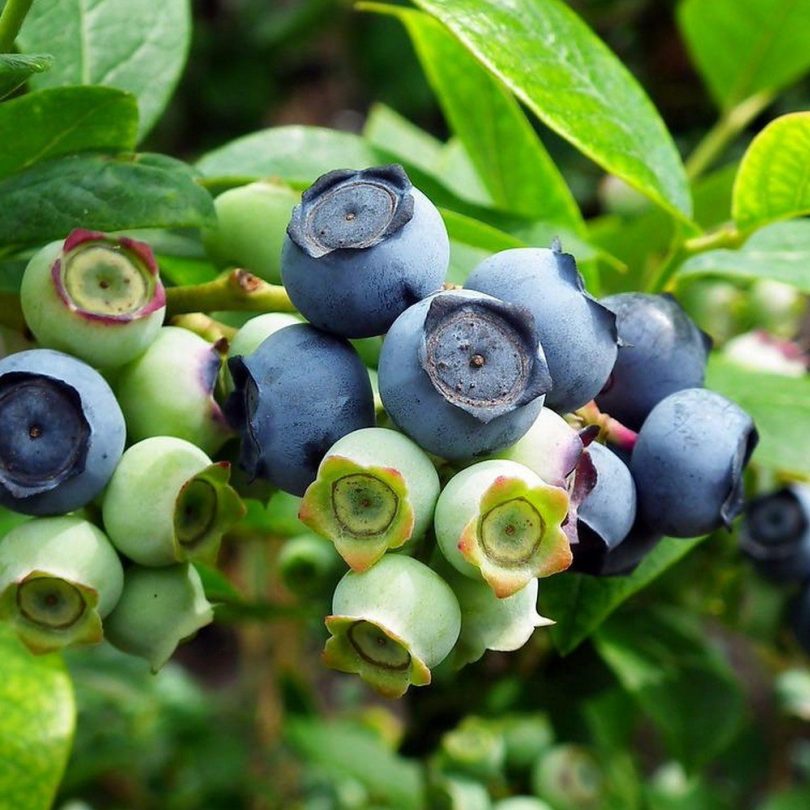 Myrtille arbustive (Vaccinium corymbosum) Graines