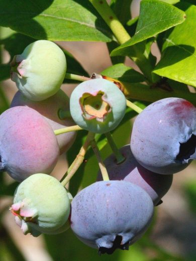Myrtille arbustive (Vaccinium corymbosum) Graines