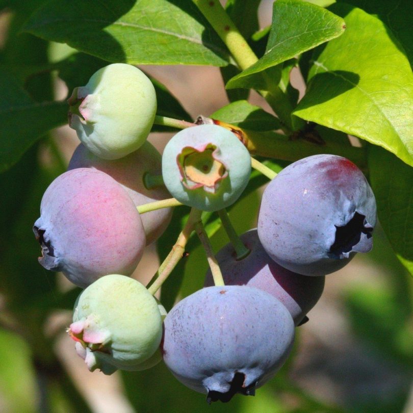 Myrtille arbustive (Vaccinium corymbosum) Graines