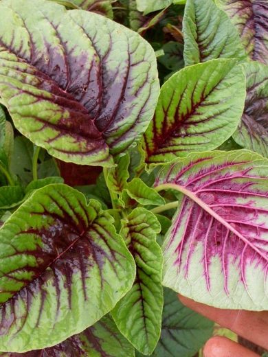 Amarante Tricolore (Amaranthus tricolor) Graines