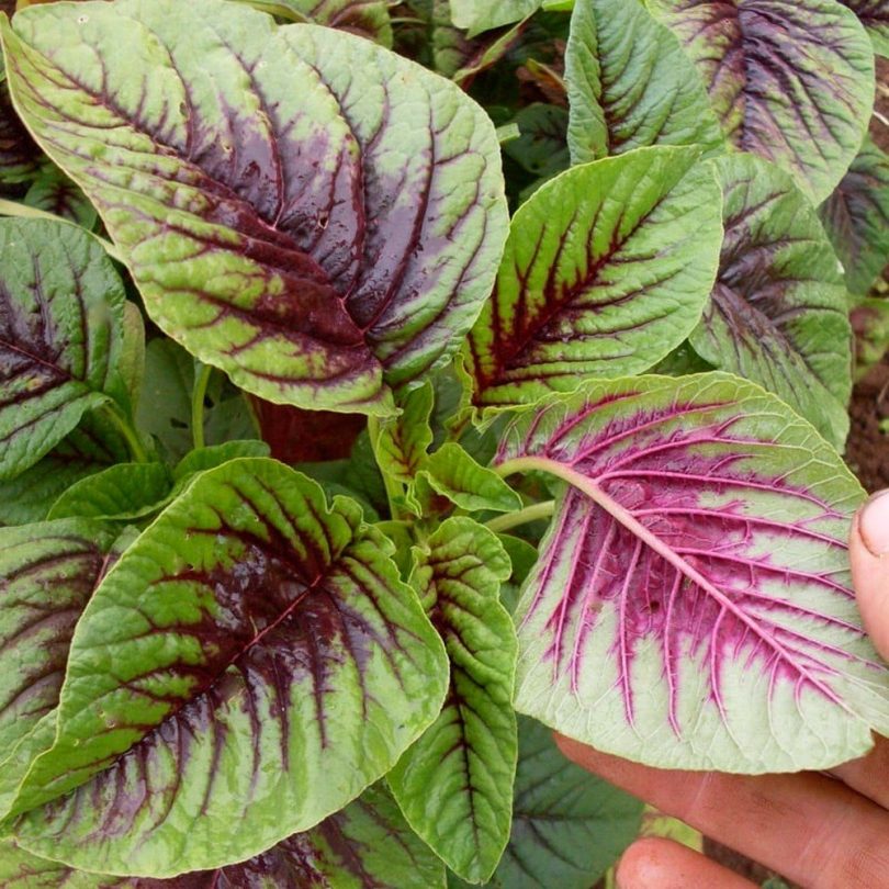 Amarante Tricolore (Amaranthus tricolor) Graines