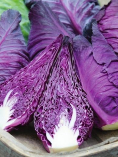 Chou Rouge 'Kalibos' Graines