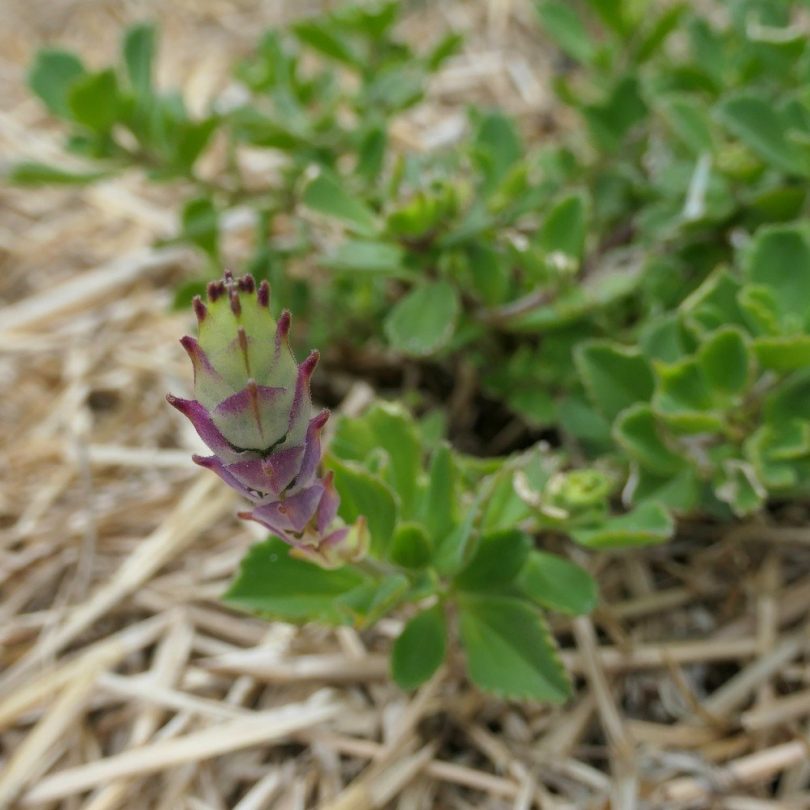 Plectranthus à odeur de cannabis (Plectranthus neochilus) Plant