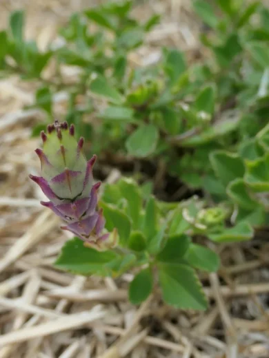 Plectranthus à odeur de cannabis (Plectranthus neochilus) Plant