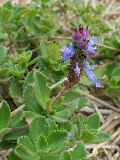 Plectranthus à odeur de cannabis (Plectranthus neochilus) Plant