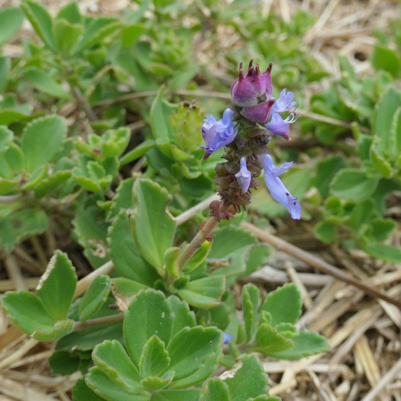 Plectranthus à odeur de cannabis (Plectranthus neochilus) Plant