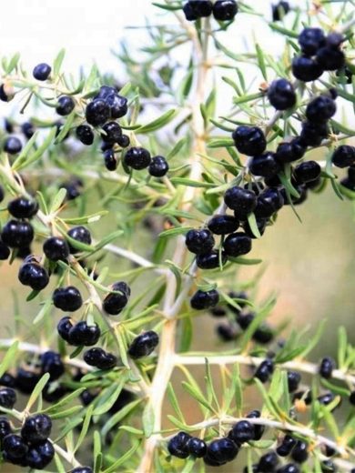 Goji Noir Véritable (Lycium ruthenicum) Plant