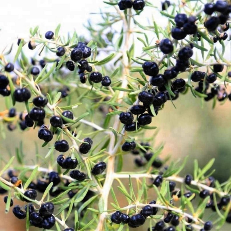 Goji Noir Véritable (Lycium ruthenicum) Plant