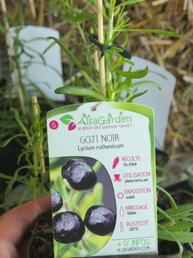 Goji Noir Véritable (Lycium ruthenicum) Plant