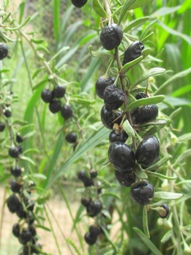 Goji Noir Véritable (Lycium ruthenicum) Plant
