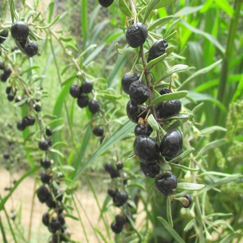 Goji Noir Véritable (Lycium ruthenicum) Plant