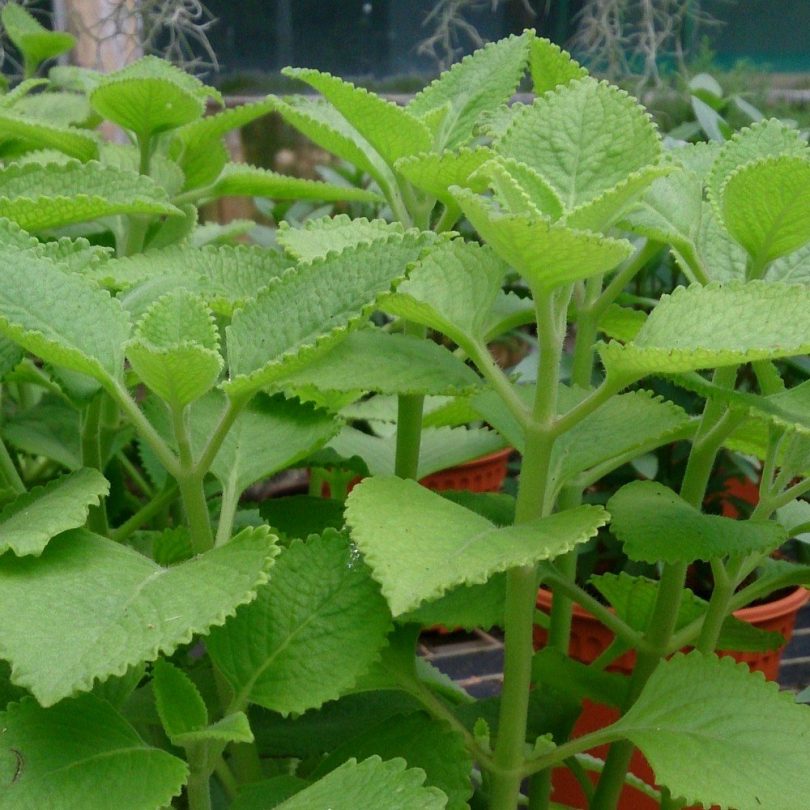 Gros Thym Antillais (Plectranthus amboinicus) Plant