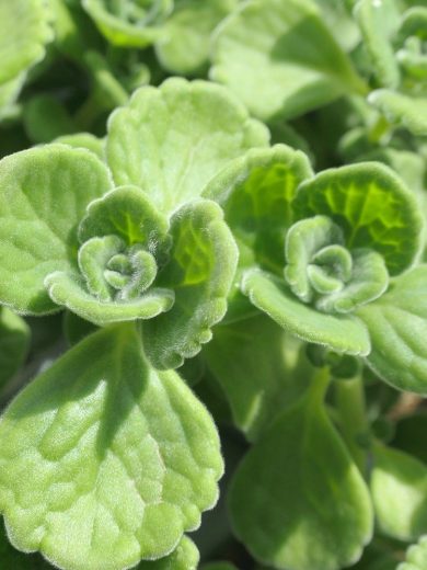 Gros Thym Antillais (Plectranthus amboinicus) Plant