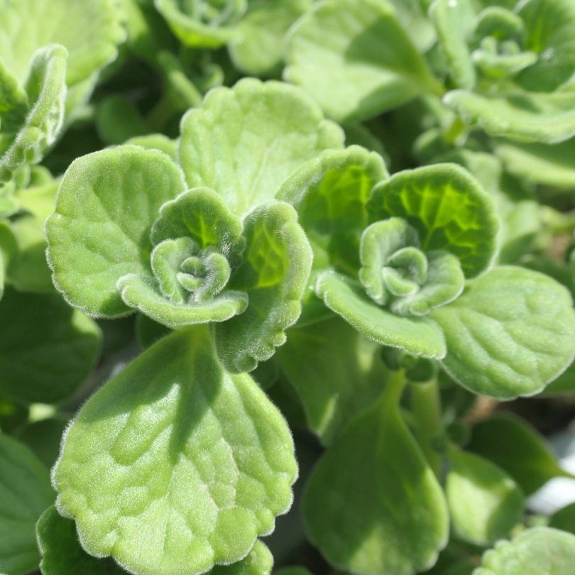 Gros Thym Antillais (Plectranthus amboinicus) Plant