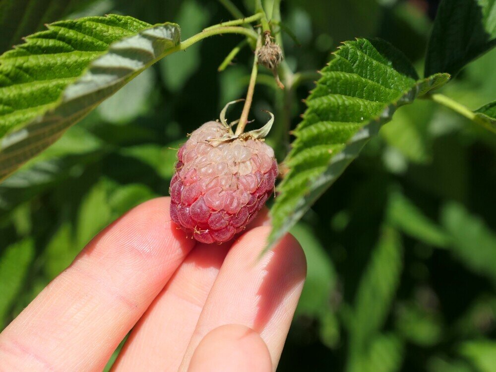 C'est la saison des framboises - un jardin en pleine forme