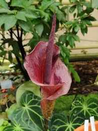 Konjac (Amorphophallus konjac) Plant