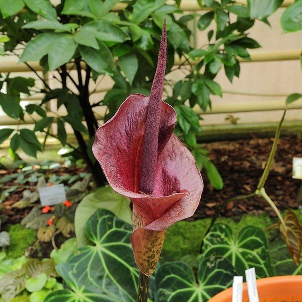 Konjac (Amorphophallus konjac) Plant