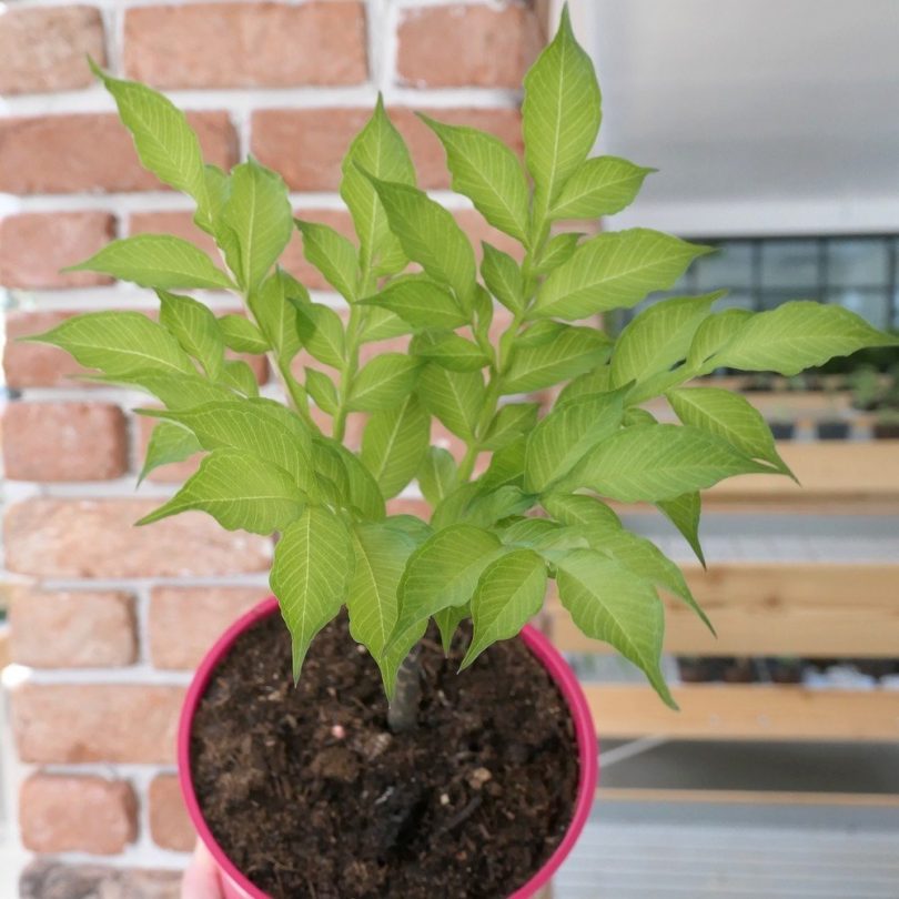 Konjac (Amorphophallus konjac) Plant