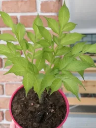Konjac (Amorphophallus konjac) Plant