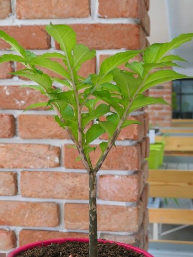 Konjac (Amorphophallus konjac) Plant