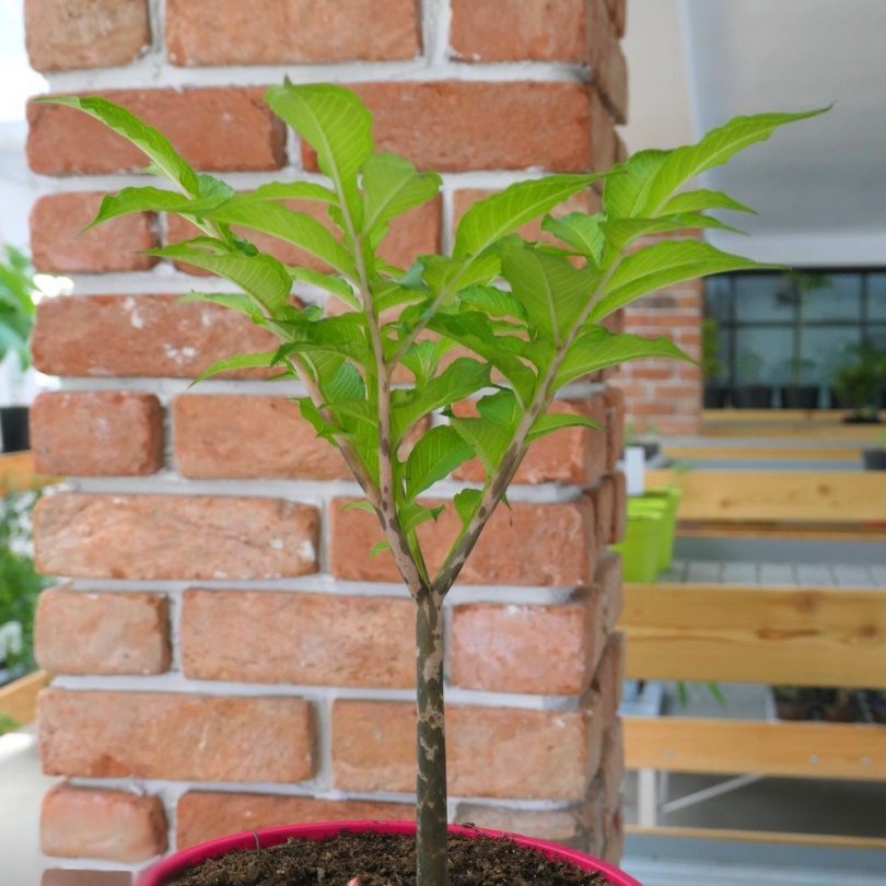 Konjac (Amorphophallus konjac) Plant