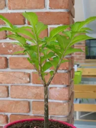 Konjac (Amorphophallus konjac) Plant