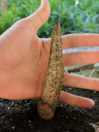 Konjac (Amorphophallus konjac) Plant