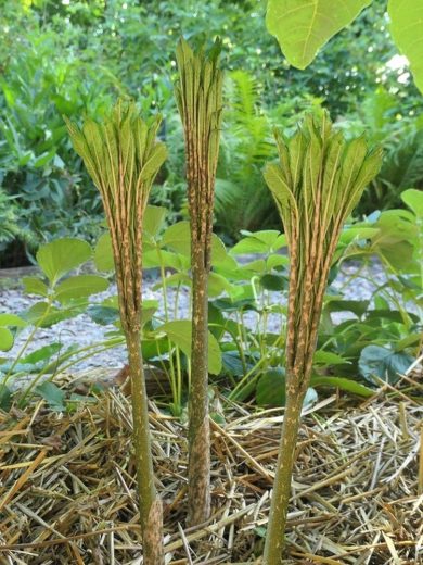 Konjac (Amorphophallus konjac) Plant