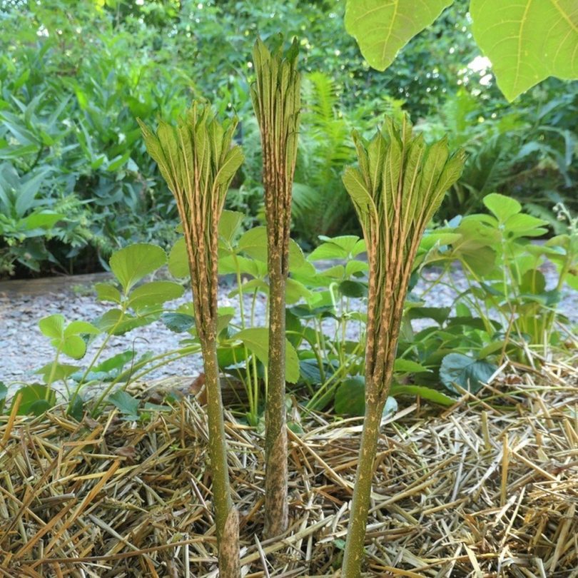 Konjac (Amorphophallus konjac) Plant