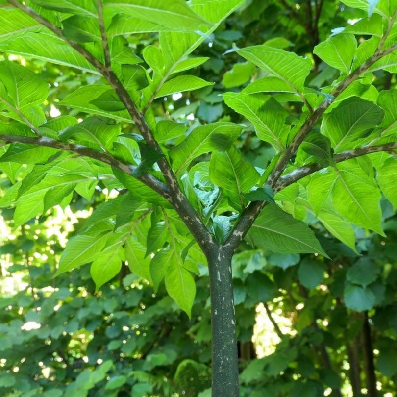 Konjac (Amorphophallus konjac) Plant