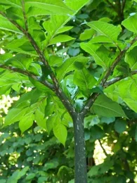 Konjac (Amorphophallus konjac) Plant