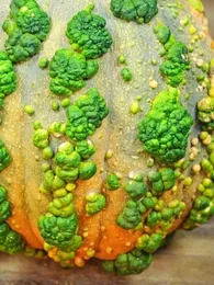 Courge 'Galeuse du Maroc' Graines
