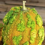 Courge 'Galeuse du Maroc' Graines