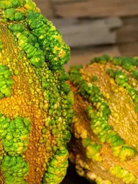 Courge 'Galeuse du Maroc' Graines