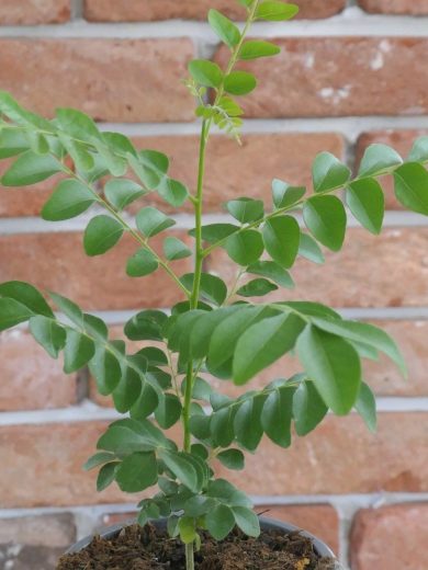 Kaloupilé (Murraya koenigii) Plant
