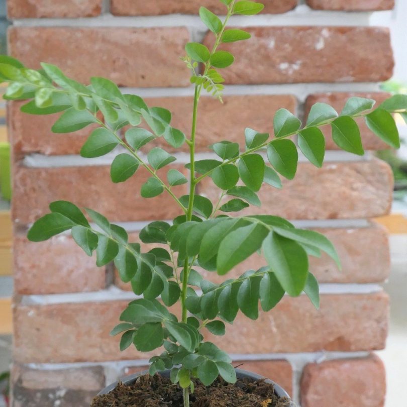 Kaloupilé (Murraya koenigii) Plant