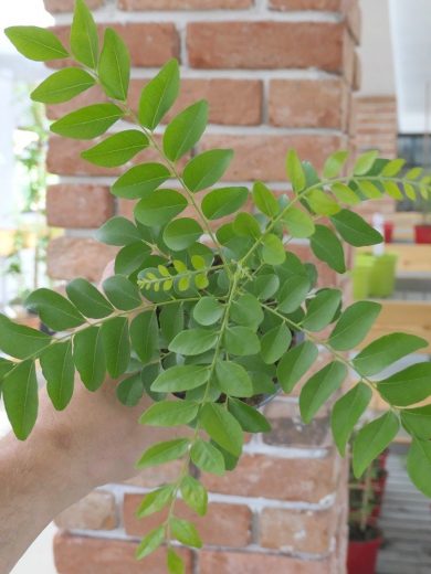 Kaloupilé (Murraya koenigii) Plant