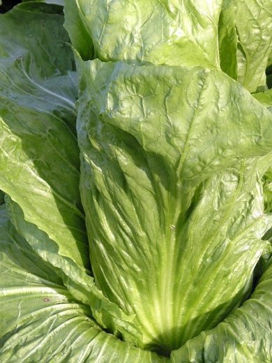 Chicorée 'Pain de Sucre' (Variété d'Hiver) Graines