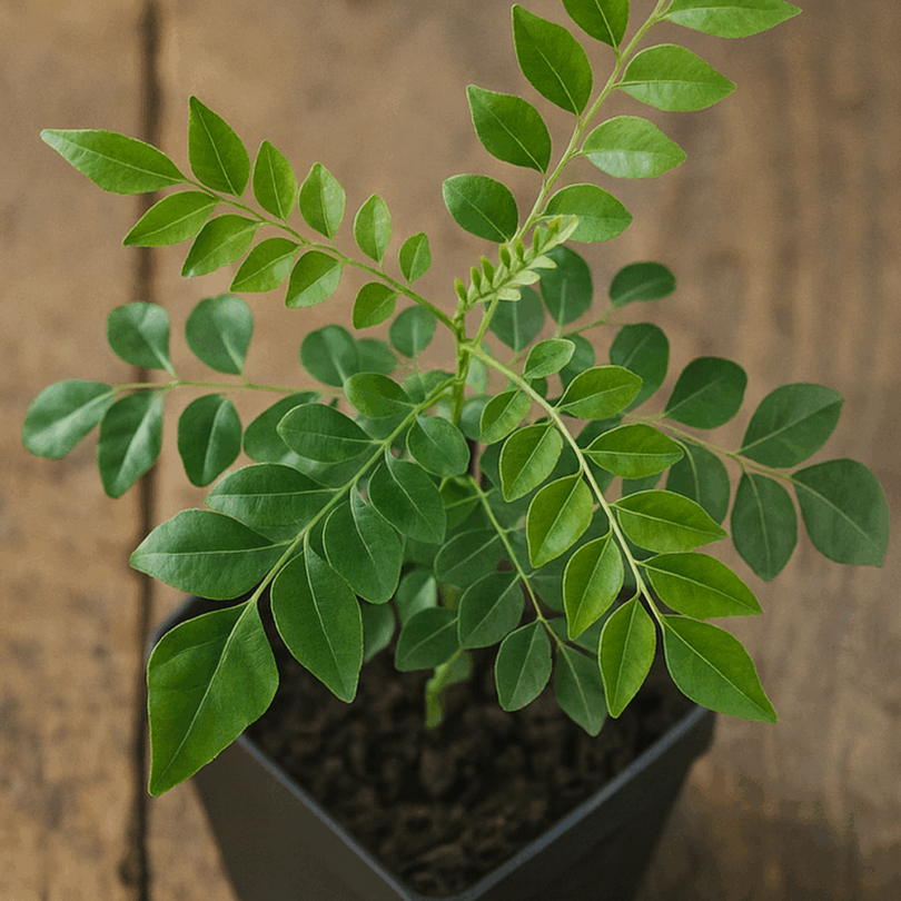 Kaloupilé (Murraya koenigii) Plant